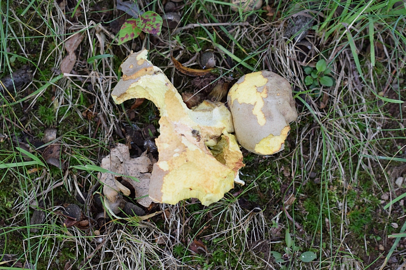 Boletus impolitus_1.0.jpg