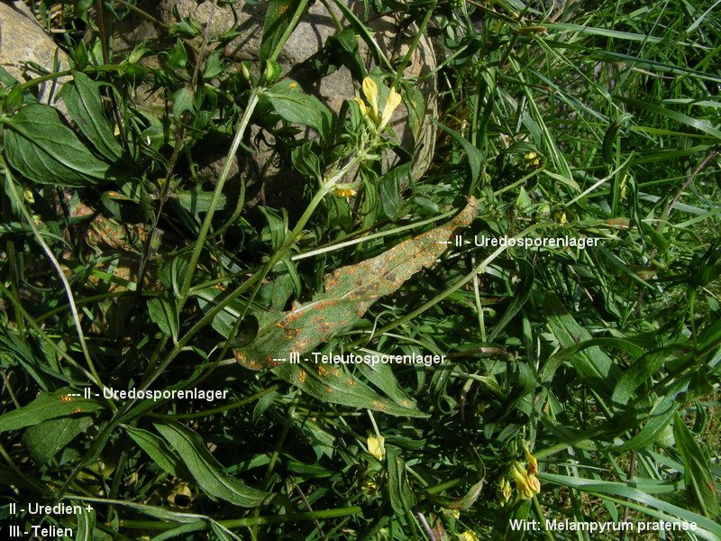 3-Coleosporium melampyri-II+III-1.8.2.2.3.14e.JPG