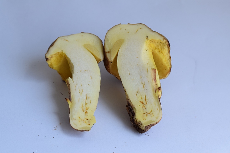 Boletus impolitus_1.9.jpg