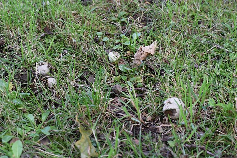 Boletus radicans_1.0.jpg