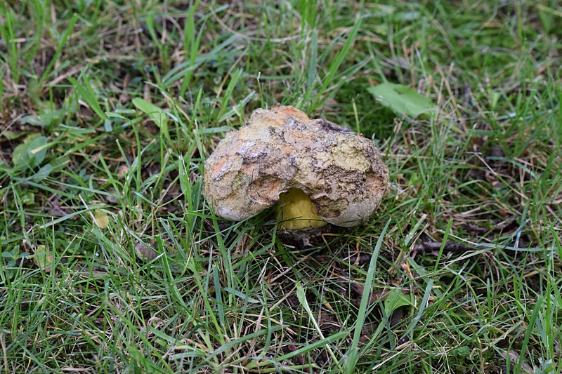 Boletus radicans_1.1.jpg