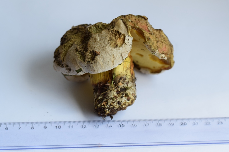 Boletus radicans_1.2.jpg
