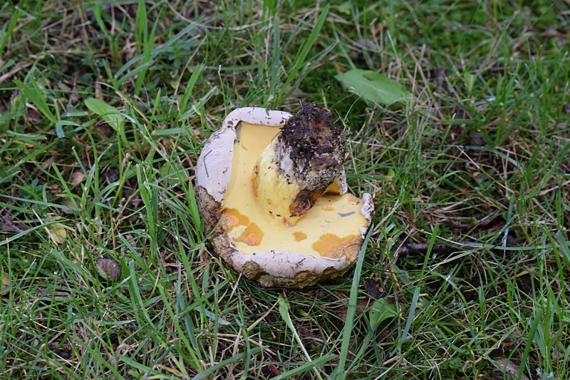 Boletus radicans_1.3.jpg