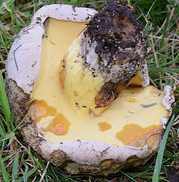 Boletus radicans_1.4.jpg