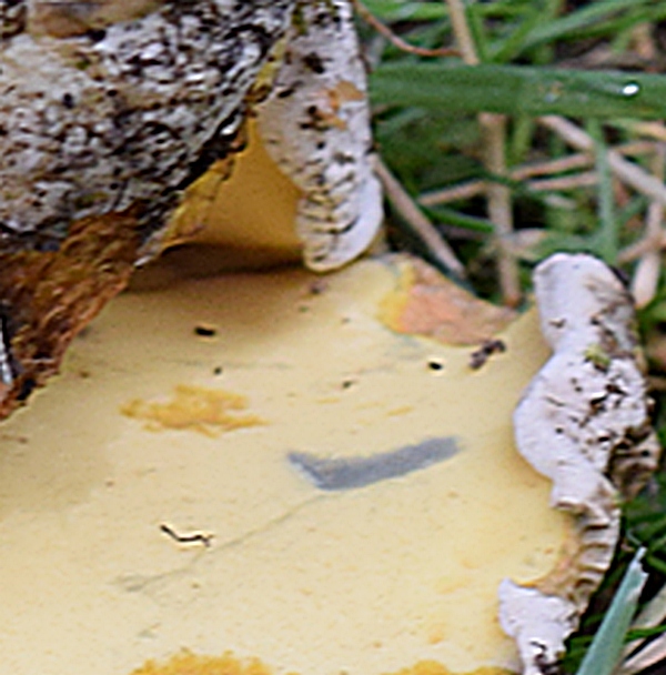 Boletus radicans_1.5.jpg