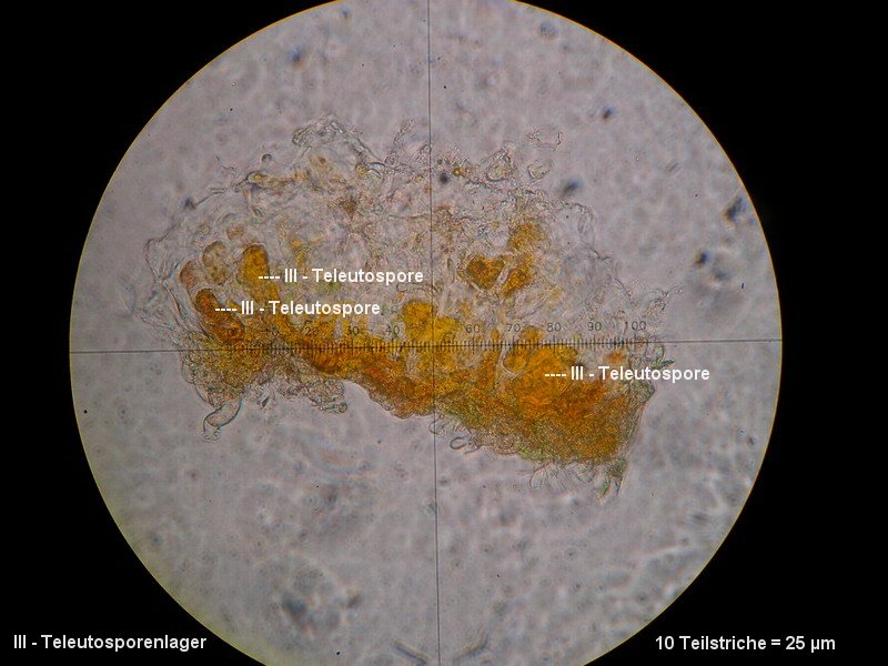 3-Coleosporium melampyri-III-1.8.2.2.3.14M4-Melampyrum pratense.JPG