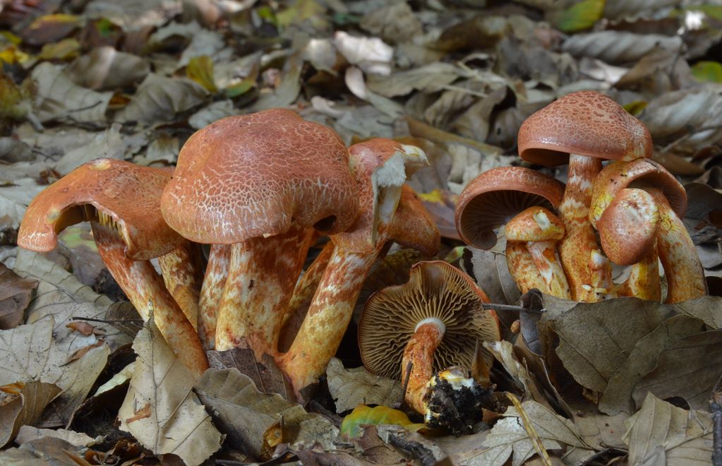 Cortinarius_bolaris.jpg