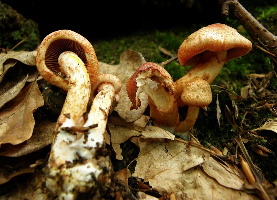 Cortinarius bolaris.JPG