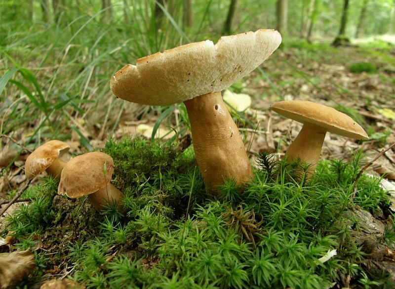 Gyroporus castaneus.JPG