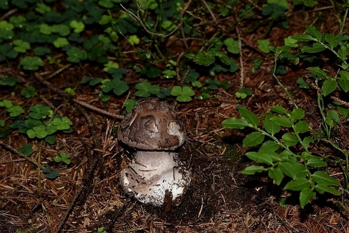 Amanita porphyria_1.3.jpg