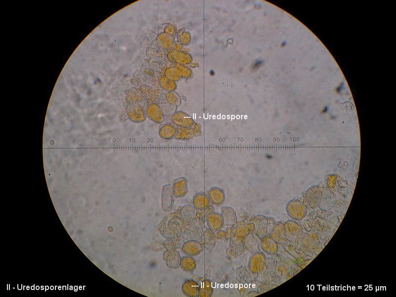 3-Coleosporium melampyri-II-1.8.2.2.3.14M2-Melampyrum pratense.JPG