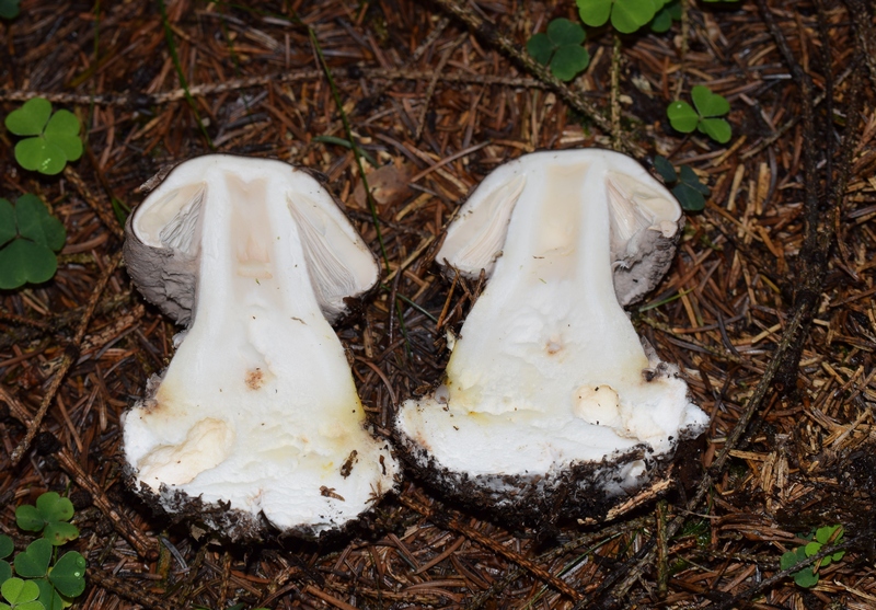 Amanita porphyria_1.4.jpg
