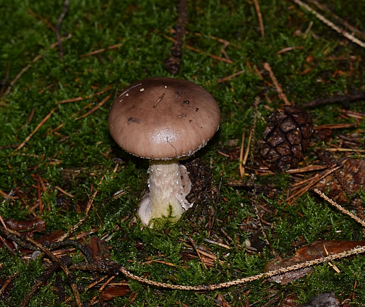 Amanita porphyria_1.0.jpg