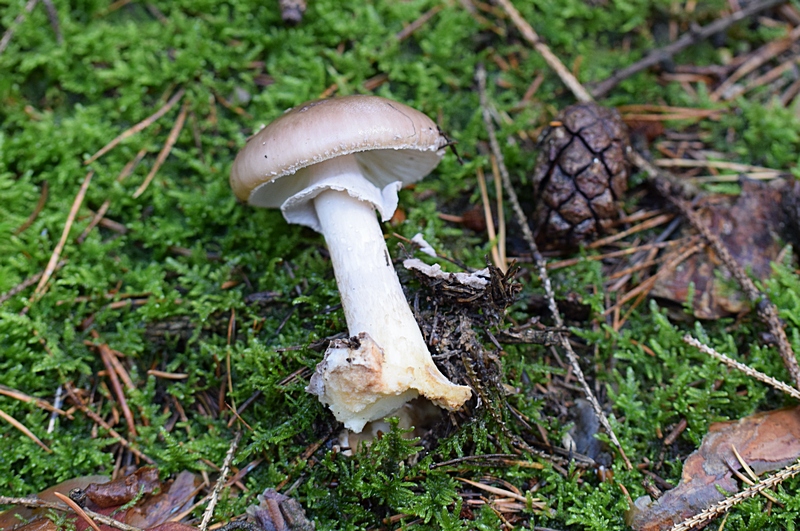 Amanita porphyria_1.1.jpg