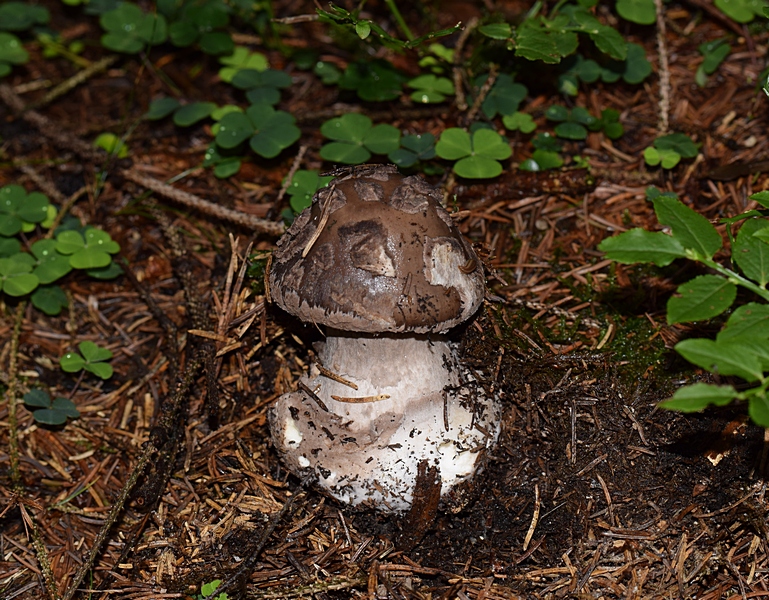 Amanita porphyria_1.3.jpg