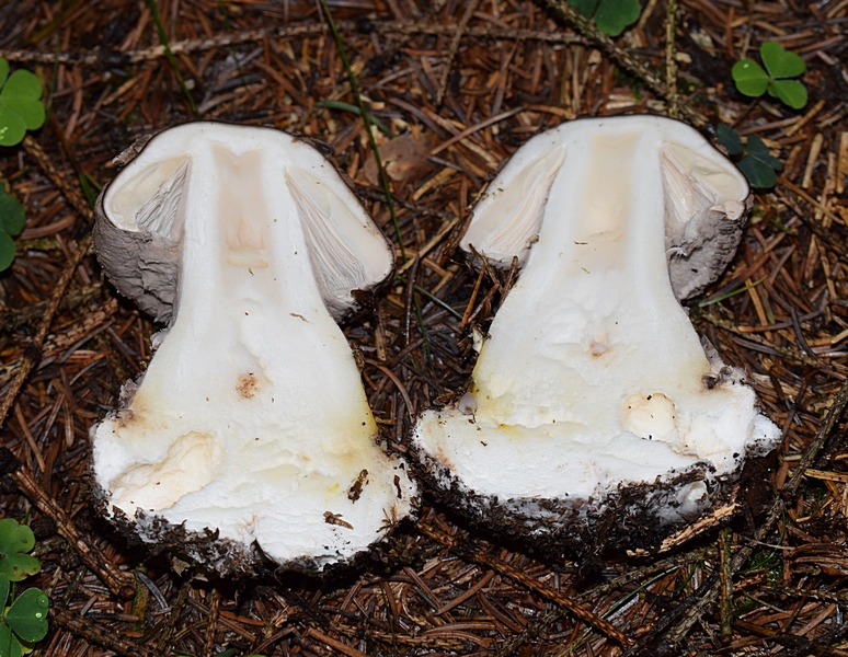 Amanita porphyria_1.4.jpg