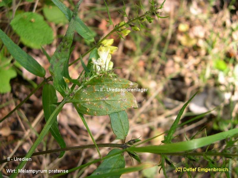 3-Coleosporium melampyri-II-1.8.2.2.3.14b.JPG