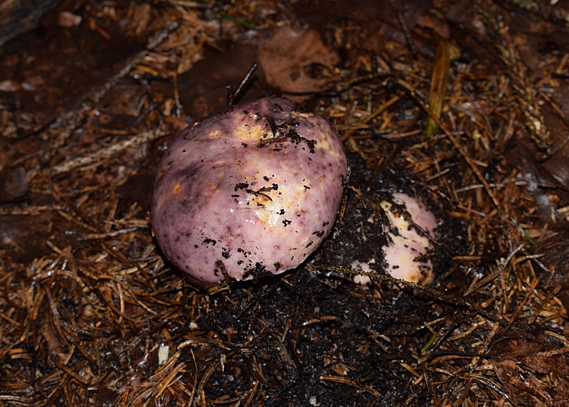 Russula sp_1.0.jpg