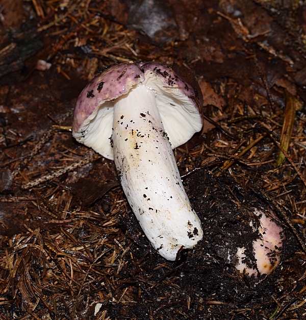 Russula sp_1.1.jpg