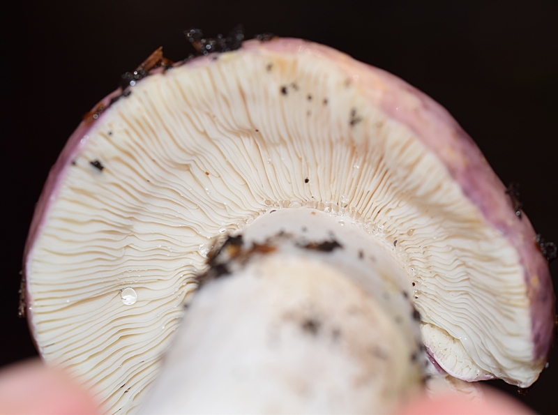 Russula sp_1.2.jpg