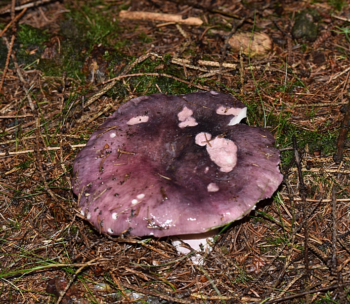 Russula sp_1.3.jpg