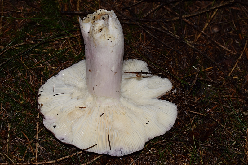 Russula sp_1.4.jpg