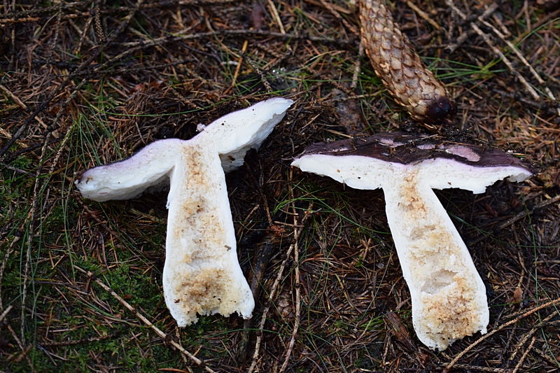 Russula sp_1.5.jpg