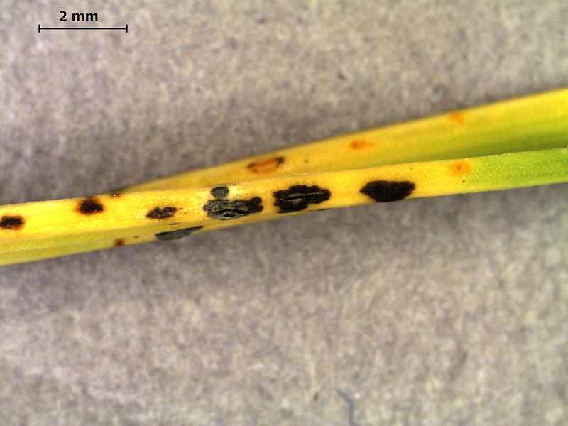 Puccinia_allii2.JPG