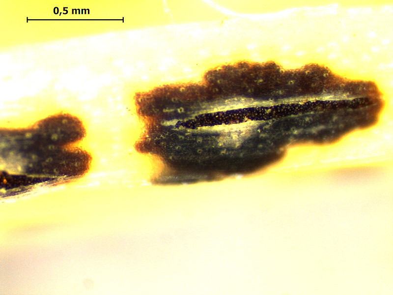 Puccinia_allii3.JPG