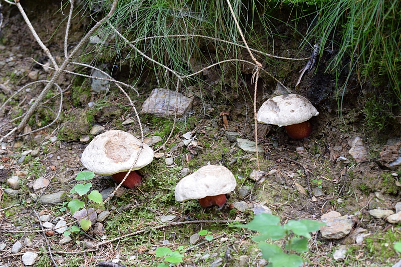 Boletus calopus.JPG