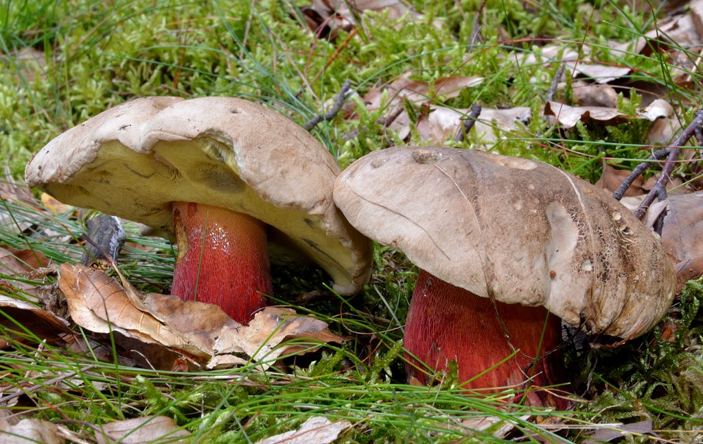 Boletus_calopus.jpg