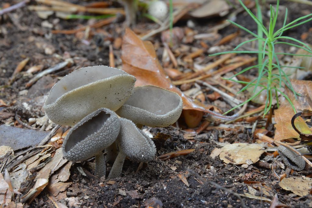 Helvella_macropus001.jpg