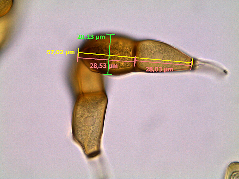 Puccinia_allii6.JPG