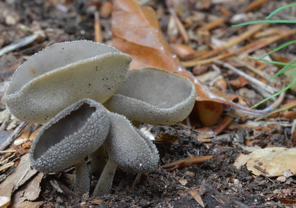 Helvella_macropus.jpg