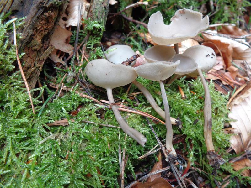 14-09-05_Helvella bulbosa oder villosa - Grauer oder Filziger Langfüßler (1).jpg