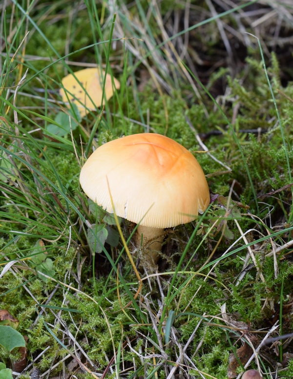 080g.jpg