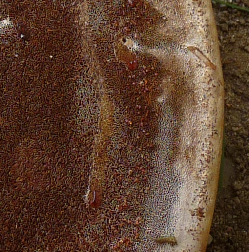 Kleine Harztröpfchen