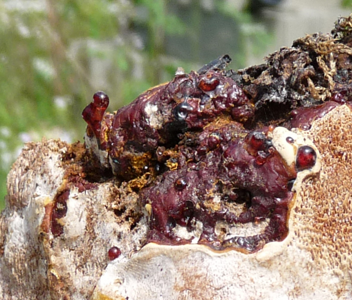 Grosse Tropen unterhalb der Bruchstelle