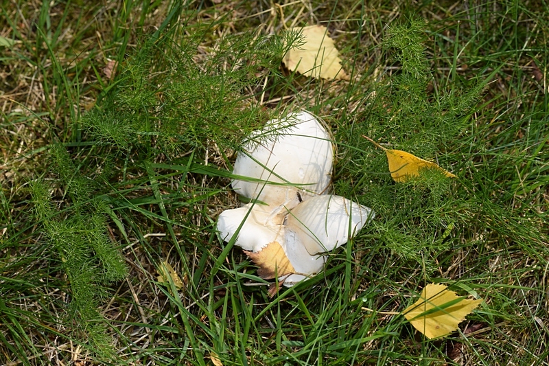 Clitopilus prunulus_1.1.jpg