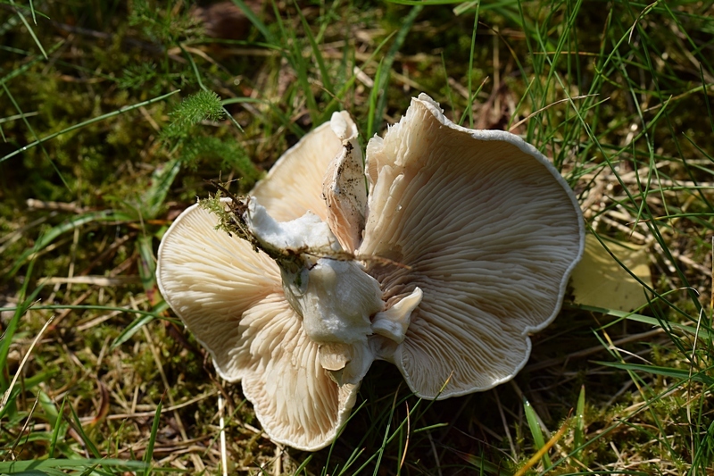 Clitopilus prunulus_1.3.jpg