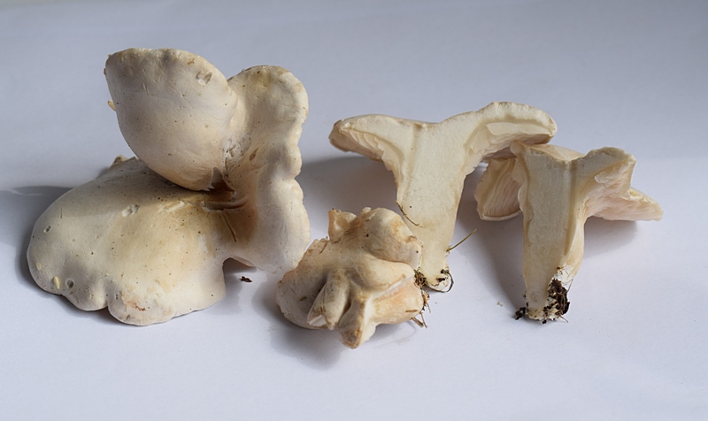 Clitopilus prunulus_1.5.jpg