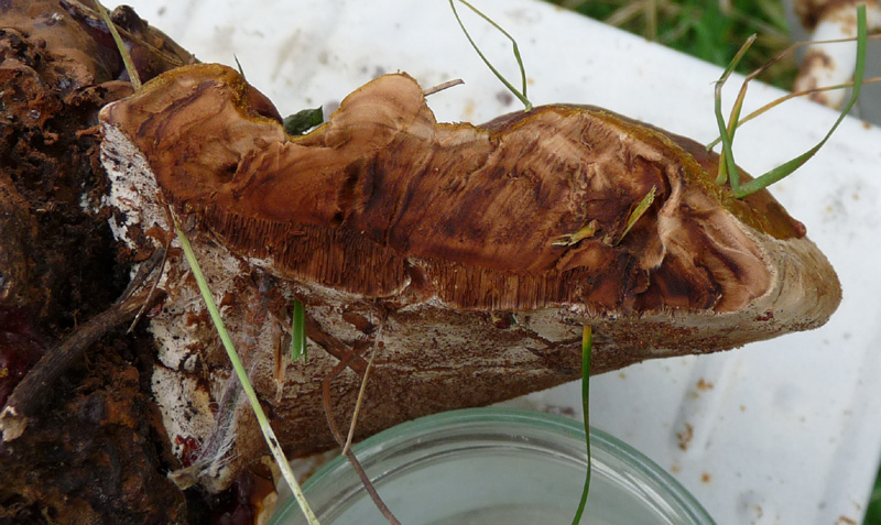 Querschnitt durch den Hut