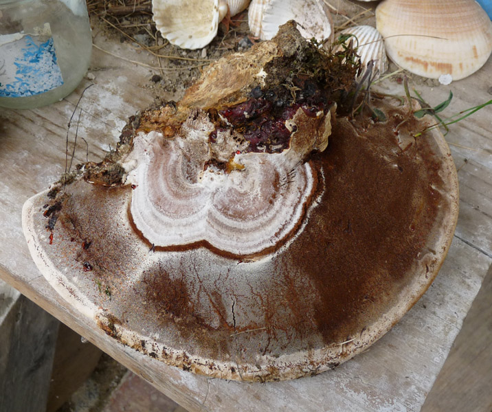 Totale der Hutunterseite