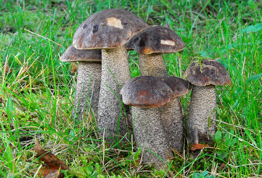 Leccinum_scabrum003.jpg