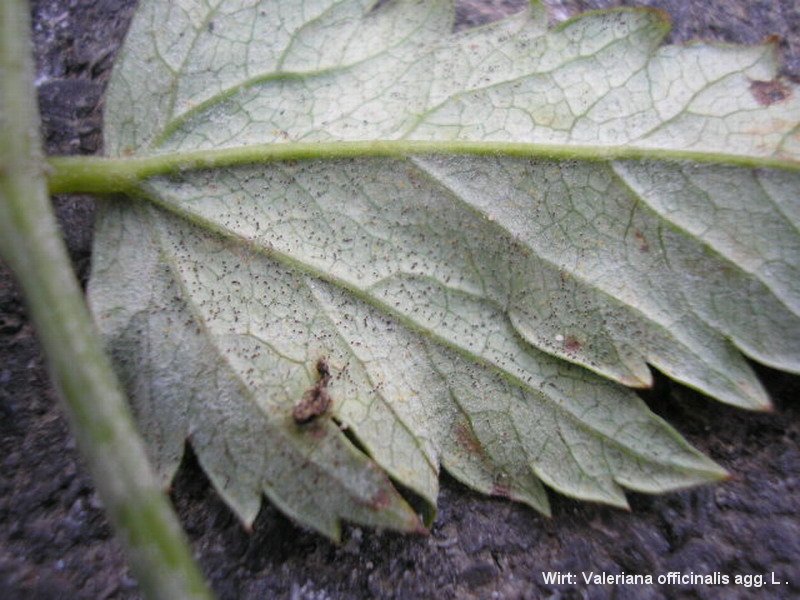 2-Golovinomyces valerianae-2.2.3.1b.1.20c-JK.JPG
