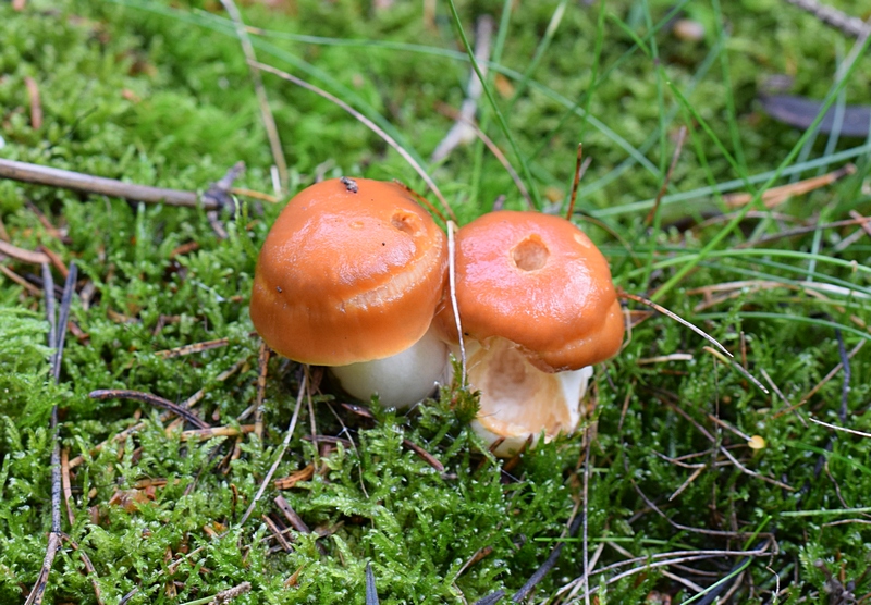 Cortinarius armeniacus_1.1.jpg