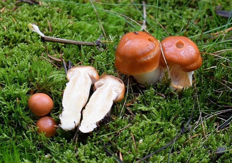 Cortinarius armeniacus_1.2.jpg