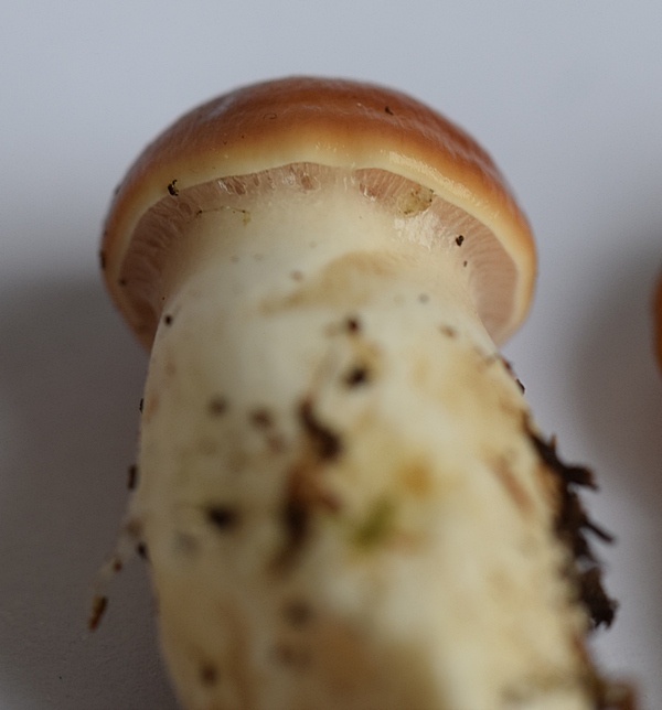 Cortinarius armeniacus_1.7.jpg