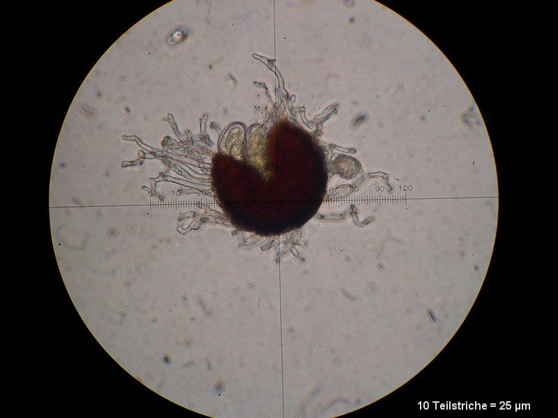 2-Golovinomyces valerianae-2.2.3.1b.1.20M3-Valeriana officinalis agg.JPG