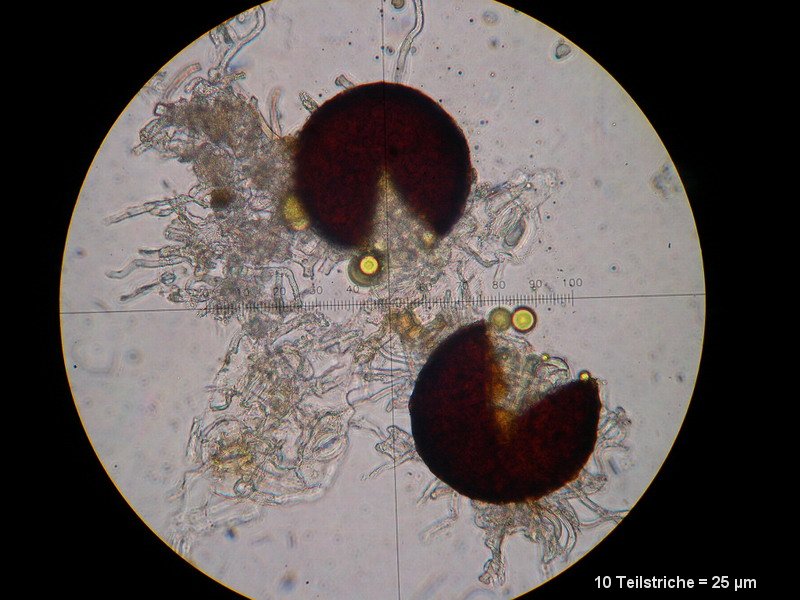 2-Golovinomyces valerianae-2.2.3.1b.1.20M4-Valeriana officinalis agg.JPG